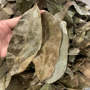 ผู้ผลิตเวียดนาม ใบเต้าร้อยปีกแห้ง ชาสมุนไพร ใบกราวิโอลา จำหน่ายส่งจากโรงงานโดยตรง ส่งออก - Product Image 1