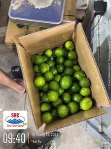 Citron vert sans pépins du Vietnam – Récolte fraîche, arôme intense, approvisionnement fiable pour l'exportation - Product Image 1