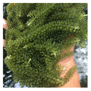 Fabricante de Uvas de Mar de Vietnam, Algas Verdes Deshidratadas de Calidad de Exportación, Suministro al por Mayor para Distribución Minorista - Product Image 1