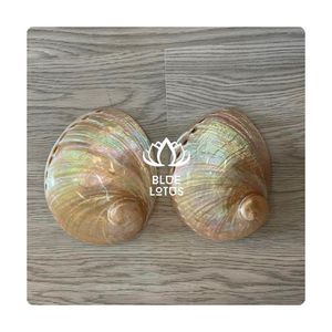 MÁS VENDIDO |   Conchas de abulón para incrustaciones en resina, creaciones artísticas y proyectos de decoración, Vietnam - Product Image 1