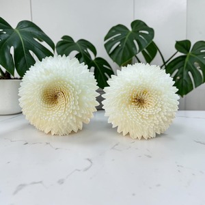 VADEE Premium White Snow Chrysanthemum 003 <b>Diffuser</b> Flower Sola Wood Handmade Sustainable Craft Sesbania <b>Reed</b> Seafoam Green - Product Image 2