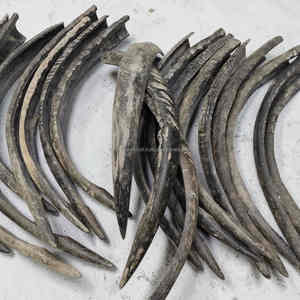 Cuerno de búfalo natural de 24-27 pulgadas, pulido a mano, ecológico, pieza decorativa al mejor precio - Product Image 6