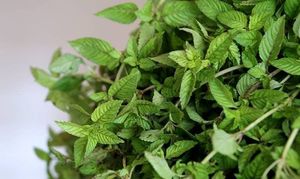 VietDelta Gelée de Herbes Séchées Naturelle, Boissons Gélifiées aux Herbes, Dessert Sucré Rafraîchissant, Durée de Conservation 12-18 Mois, Vente en Gros - Product Image 2