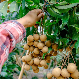 Longan Seco Suave Gourmet del Río Mekong, Dulce y Masticable, Selección Premium - Product Image 1