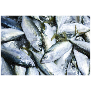 Pescado caballa congelado (pacífica/índica/atlántica) a precios competitivos. - Product Image 1