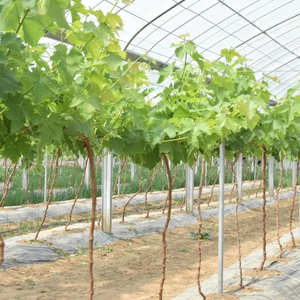 แท่งไฟเบอร์กลาสไม่เป็นสนิม เสาไฟเบอร์กลาสสำหรับยึดต้นองุ่น เสา FRP - Product Image 2