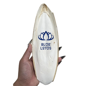 HOT Natural Cuttlefish Bone Calcium Source for <b>Bird</b> <b>Cage</b> Pet Products Retail Wholesale and Export Market - Product Image 1