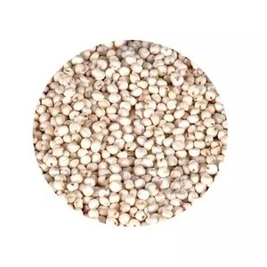 Sorghum rouge glutineux de première qualité pour la consommation humaine et animale - Product Image 2