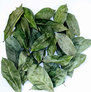 Hojas de Graviola Enteras de Alta Calidad, Materia Prima para Té de Hierbas, Baja Humedad, Fabricante de Vietnam - Product Image 2