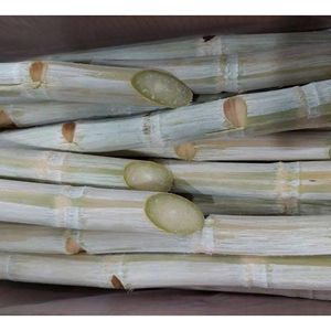 Caña de Azúcar Congelada IQF Lista para Preparación de Bebidas, Fabricación de Alimentos y Suministro al por Mayor con Calidad Fresca Premium - Product Image 4
