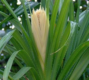 Natural Attar Kewda Oil 100% Pure Aromatherapy <b>Sweet</b> Floral Scent - Product Image 5