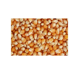 พร้อมจัดส่งข้าวโพด GMO คุณภาพพรีเมียม เกรดอาหาร จำหน่ายส่ง ปริมาณมาก คุณภาพเยี่ยม บริการ OEM สำหรับผู้ซื้อ B2B - Product Image 4