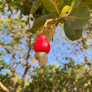 Vietnam Trusted Supplier Santigo Vietnam Ww180 Cashew <b>Kernels</b> Cashew <b>Nut</b> <b>Kernels</b> Wholesale Exported To Asia, Eu, Middle East - Product Image 2