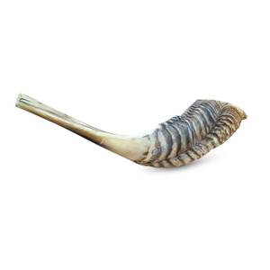 Corne de Shofar en matériau organique poli casher |   Corne d'art populaire religieuse du Uttar Pradesh |   Cor d'adoration juif - Product Image 3