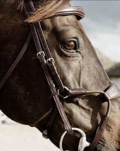 Modern Unique Leather Bridle for Horse Annabelle <b>Equestrian</b> Best Wholesale Price customize logo size bridle supplier - Product Image 3