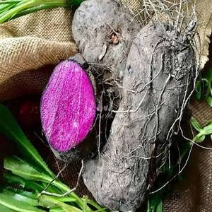 Igname Violette Naturelle Congelée IQF Grade A, Faible Coût, Vente en Gros du Vietnam - Product Image 6