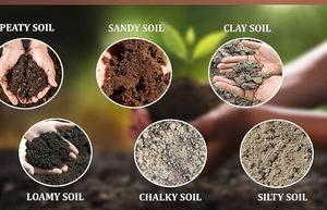 Engrais agricole granulaire de haute qualité, biologique, Terra Bio Naturals, à base de pellets de Karanja, pour la croissance des plantes et l'amélioration du sol - Product Image 4