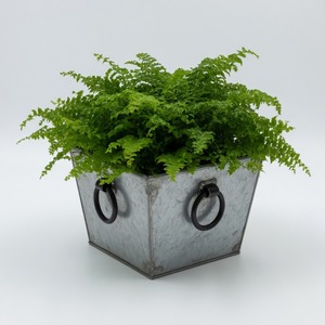 Jardinera Cuadrada de Hierro Galvanizado con Asas de Anillo Negras, Maceta Metálica Rústica para Jardín, Interior y Exterior - Product Image 2