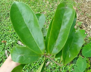 From Tree to <b>Tea</b> Cup-Premium Sustainably Harvested Dried Soursop Leaves <b>Slimming</b> <b>Tea</b> Bags - Product Image 2