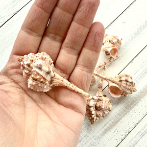 ของตกแต่งตู้ปลาเปลือกหอยทะเลธรรมชาติ ราคาถูกที่สุด - Product Image 6