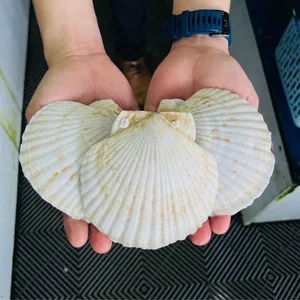 หอยเชลล์ธรรมชาติคละสีจากเวียดนามสำหรับงานฝีมือ DIY - Product Image 4