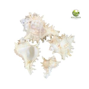 Concha de Murex Blanca Gigante, Concha Marina Espinosa Genuina, Pulida, con Diseño Floral, Espécimen Marino Raro, Coleccionable, para Exhibición en Museos o en el Hogar - Product Image 3