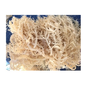 Salade de mousse de mer d'Irlande séchée en vrac à bon prix Utiliser des algues Eucheuma Cottonii <span class=keywords><strong>Feuille</strong></span> propre et de haute qualité - Product Image 5
