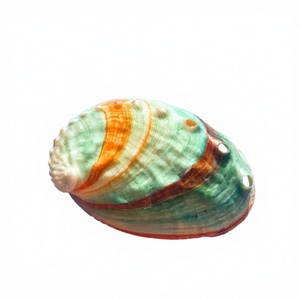 3 coquillages naturels écologiques de petite taille pour crabe ermite, 1,52 pouce, ouverture de 0,81 pouce, jaune, blanc, vert, argent, décoration d'intérieur - Product Image 6