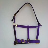 Cabestro de Latón Pulido para Caballo Miniatura con Turquesa, Collar de Cabeza Resistente para Caballo, Equipo de Equitación, Kanpur, India