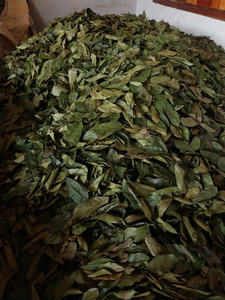 ใบฝรั่งแห้งพรีเมียม วัตถุดิบชาสมุนไพรธรรมชาติ 100% - Product Image 3