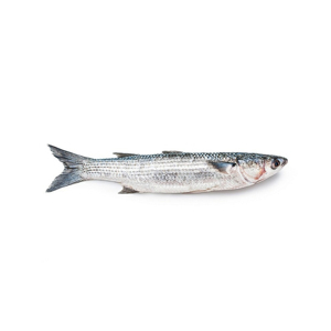 Pescado mullet gris congelado a precio económico, suministro al por mayor, mariscos congelados de primera calidad - Product Image 5