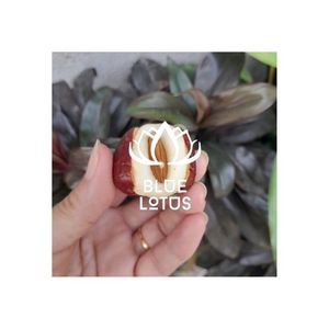 Disponible : Lait de noix de cajou pur et durable, jujube, haute qualité, tendance, à essayer absolument, dessert sucré, prix d'exportation en gros - Product Image 1