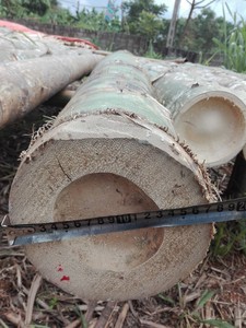 Postes de bambú natural sólido y confiable de Vietnam para soporte de riego agrícola profesional y proyectos de cercas de jardín - Product Image 2