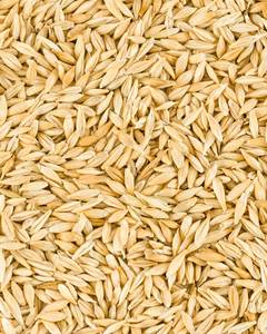 Trigo de Grano Largo Orgánico Premium, Trigo Integral con Excelente Calidad de Grano, Apto para Producción de Harina y Panificación - Product Image 5