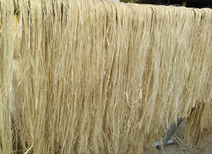 Fibre de banane de qualité supérieure pour le tissage et l'usage décoratif - Product Image 4