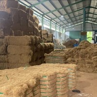 Fibre de coque de noix de coco de qualité supérieure à prix d'usine / Fibre de noix de coco séchée / Fibre de coco, agriculture biologique tendance et compétitive