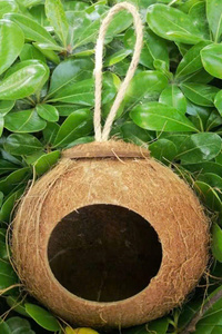 Casa para Pájaros de Coco Natural / Nido para Pájaros Hecho con Conchas de Coco, Fabricado en Green Future Vietnam - Product Image 3