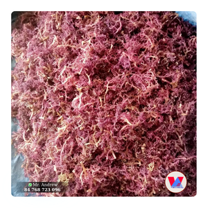 MORUE DE MER VIOLETTE SÉCHÉE EN VENTE EN GROS, À FAIBLE HUMIDITÉ, SUCCESSIONNELLE, POUR LA PRODUCTION ALIMENTAIRE, SALADES ET GELÉES - Product Image 1