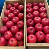 2026 Nieuwe voorraad groothandel verse rode Fuji appels, verse Royal Gala en Red Delicious appels, verse prijs