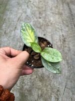 Hoya Argentea Princess, plante en pot mature sans pathogènes, variété exotique variegée, fleurs fraîchement coupées