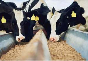 Aliments pour animaux de qualité supérieure, granulés de Moringa, exportés vers tous les pays depuis l'Inde au prix le plus bas - Product Image 6