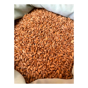 Grains de blé fournis pour le commerce en grande quantité avec des prix commerciaux compétitifs - Product Image 3
