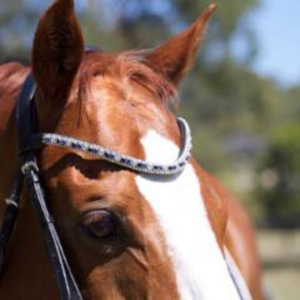 Diadema de Cuero Personalizable de Alta Calidad para Caballo con Diseño de Cristales Brillantes, Duradera, para Exhibiciones Ecuestres - Product Image 1