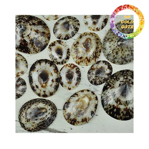 Coquilles de limpets séchées polies du Vietnam, aspect naturel, coquillages marins naturels pour projets de bricolage, décoration côtière et fabrication de souvenirs - Product Image 5