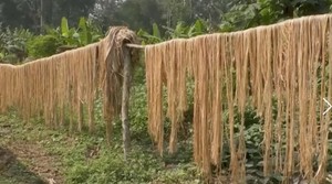 FIBRA DE PLÁTANO 100% NATURAL, MÁS VENDIDA |   Fibra de Plátano Cruda Ecológica y Duradera a Granel - Product Image 3
