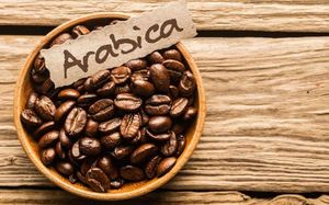 Café Arabica Pur Vietnamien de Qualité Supérieure OEM A+ Torréfaction Intégrale Processus Entièrement Lavé Qualité Premium Prix Usine en 2026 - Product Image 6