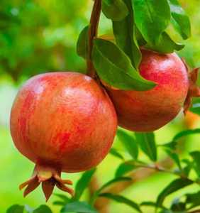 Granadas Frescas de Primera Calidad, Cosechadas en Granja, Fruta Roja Jugosa, Suministro al por Mayor para Mercados Minoristas y Consumo Diario, Ocean Link - Product Image 5