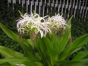 High Quality Crinum Latifolium Leaf Powder Pure Herbal Powder for Tea Blend and Supplement <b>Packaging</b> - Product Image 4