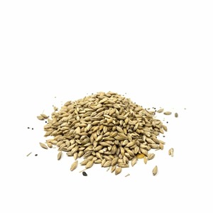 Grano de Cebada Recién Cosechado Empacado para Exportación con Pureza Natural del Grano y Suministro al por Mayor para Importadores de Alimentos - Product Image 4