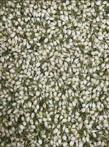 Capullos de Jazmín Secos de Calidad de Exportación, Material Floral Natural Premium para Decoración de Té y Procesamiento de Alimentos, Vietnam - Product Image 3